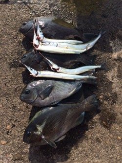 泉大津へグレを・・・・