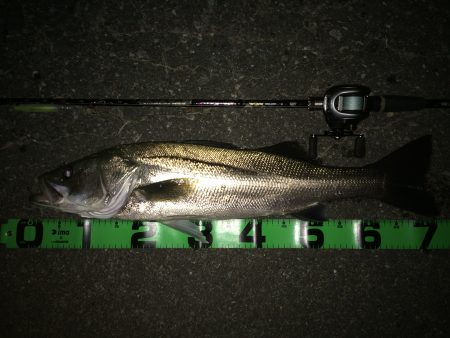 ベイトリール入魂