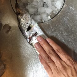 夕方の1時間だけの釣行