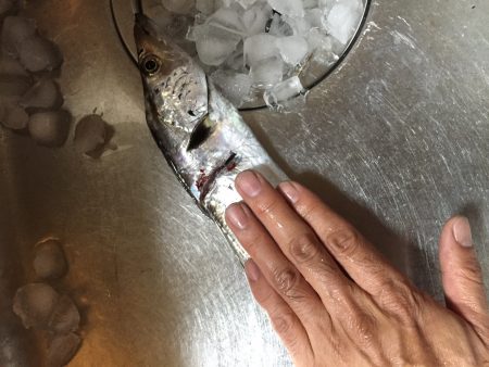 夕方の1時間だけの釣行