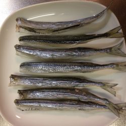 タチウオのはずが。。。