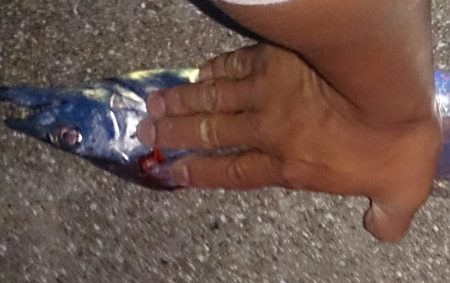 エギング＆ワインド