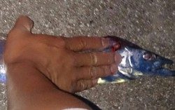 エギング＆ワインド