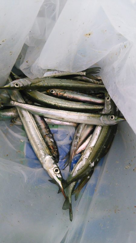 イワシ、ｻﾖﾘ共にちと小さいかな？