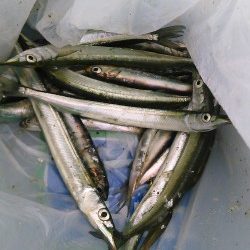 イワシ、ｻﾖﾘ共にちと小さいかな？