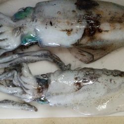 時合は短かったです。