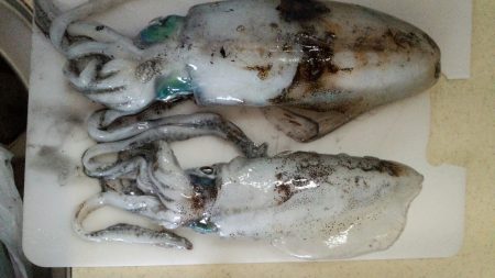 時合は短かったです。