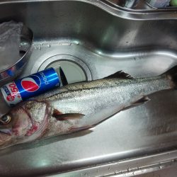 シーバス ドーン!!