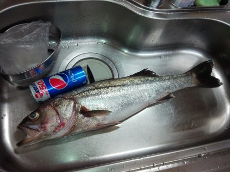 シーバス ドーン!!