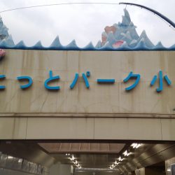 サビキのアイゴは、スリリング