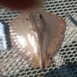 待望の良型アジ！