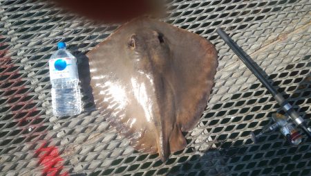 待望の良型アジ！