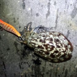 今季最大サイズ！