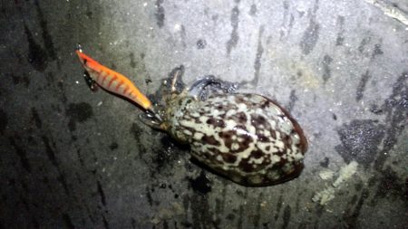 今季最大サイズ！