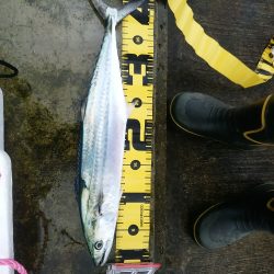 ミノーでサゴシ☆