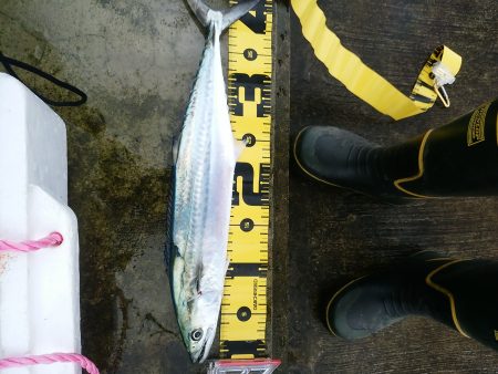 ミノーでサゴシ☆