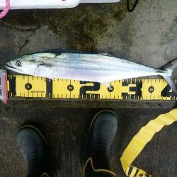 ミノーでサゴシ☆