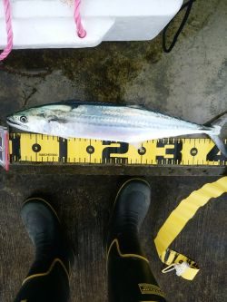 ミノーでサゴシ☆