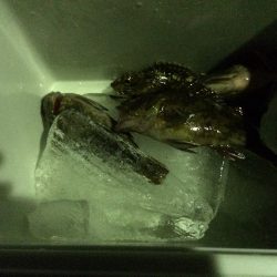 アジングならず