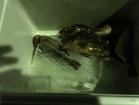 アジングならず