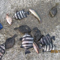 カワハギが徐々に．．．