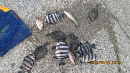 カワハギが徐々に．．．