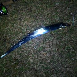 連チャン釣行です（笑）