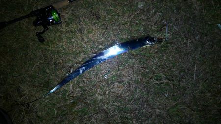 連チャン釣行です（笑）