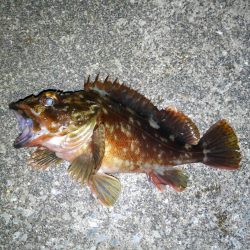 タチウオのハズが…