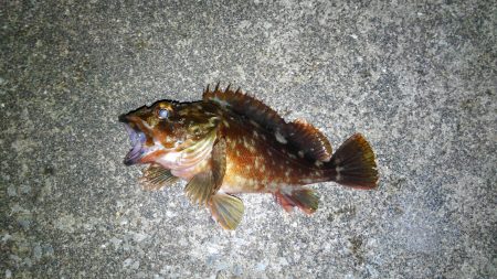 タチウオのハズが…