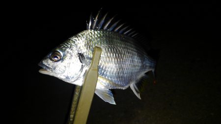 ニューポイント？！