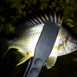 シーズン終盤かな？