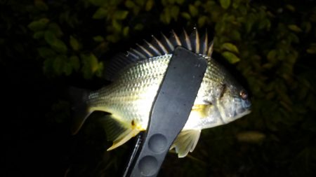 シーズン終盤かな？