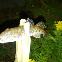 やっぱり好調のようです（笑）