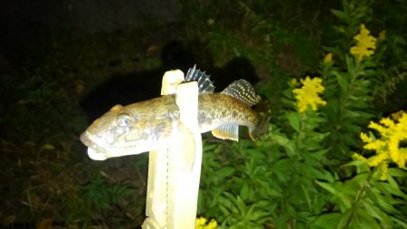 やっぱり好調のようです（笑）