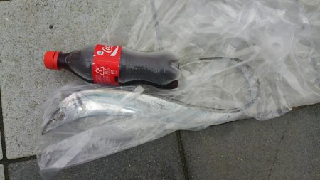 新月大潮なのに