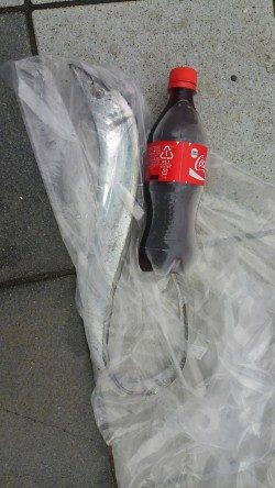 新月大潮なのに