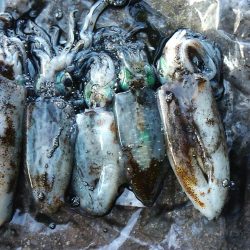 今年は成長が遅い