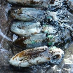 今年は成長が遅い