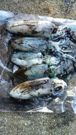 今年は成長が遅い