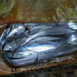 タチウオ釣行