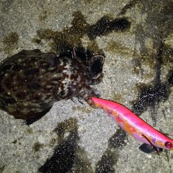 アオリ惨敗、かろうじてコウイカ