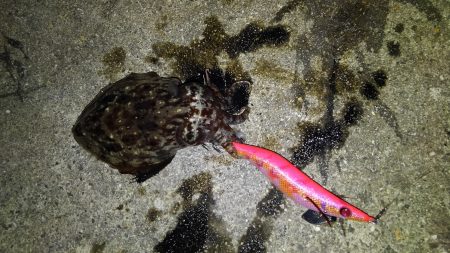 アオリ惨敗、かろうじてコウイカ