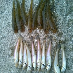 秋のハゼ釣り