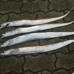 ２日連続タチウオ