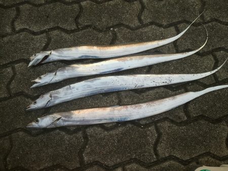 ２日連続タチウオ