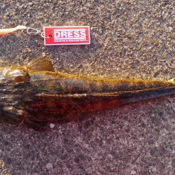 久美浜湾神崎周辺にて