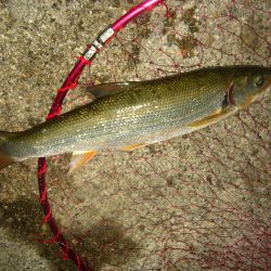 3HIT目にてようやく久々のGET(￣∀￣)