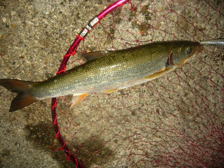 3HIT目にてようやく久々のGET(￣∀￣)