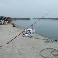 西淡の落ちギス釣査